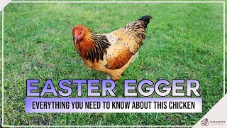 Easter Egger Everything You Need To Know About This Chicken