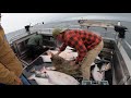 Homer charter for salmon and halibut