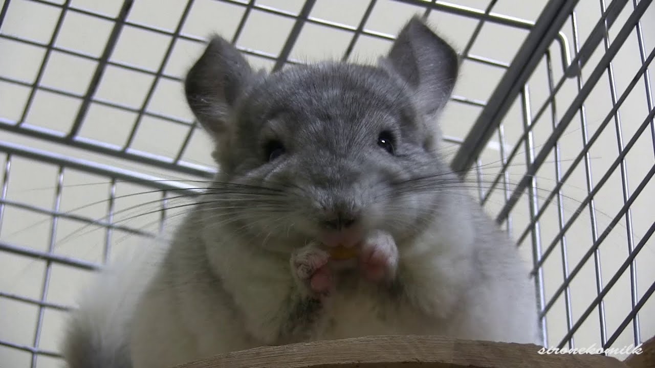 Chinchilla White Mosaic かわいい動物映像 チンチラ 食べて遊んで寝落ち Funny Cute Animals Eats Playing And Falling Asleep Youtube