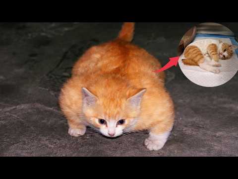 They Laughed at the “Hulk Cat” — But It Was Just a Dying Kitten