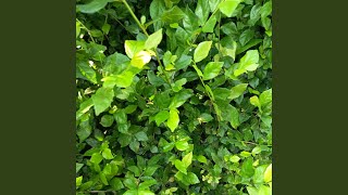 ku kejar sampai akhir