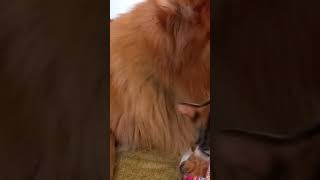 #yutubeshort #petsfofinhos #cat #adote #cute #pets #viral #dog