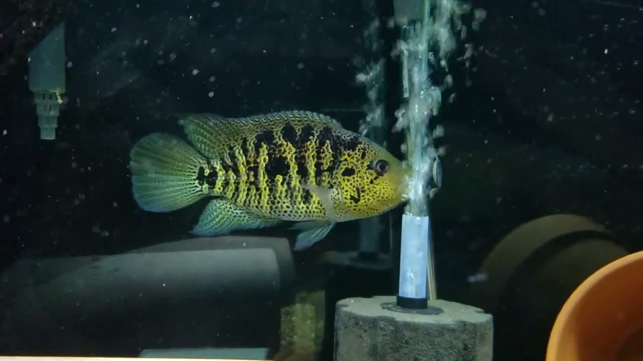 One of my favorites, Parachromis Multifasciatus Cichlids - YouTube
