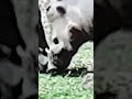Wildlife # warthogs Life