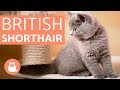 GATO BRITÁNICO de pelo corto - BRITISH SHORTHAIR