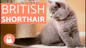 ¿Cómo son los gatos ingleses?