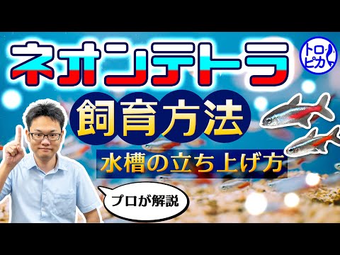 熱帯魚の飼い方：初心者が最初の1か月で成功するための完全ガイド