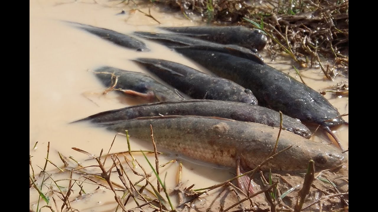 khmer net fishing 2017 Wow! Amazing Man Catch Fish With Hole Fish Trap -Traditional Fishing Videos Catching Country Fish