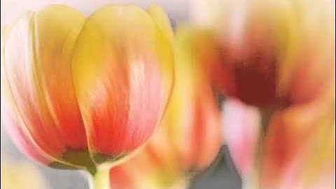 رائعة هود برواية شعبة عن عاصم للقارىء محمد صالح الشيخ