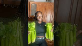 It’s best to drink #celeryjuice early in the morning on an empty stomach #juicingforhealing