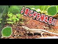 カナヘビ水槽で青じそを育てる❗