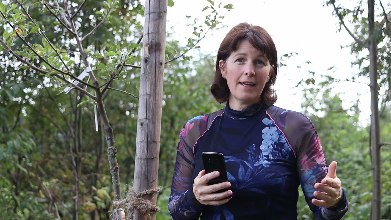 Ein klimafitter Wald für Martinsberg