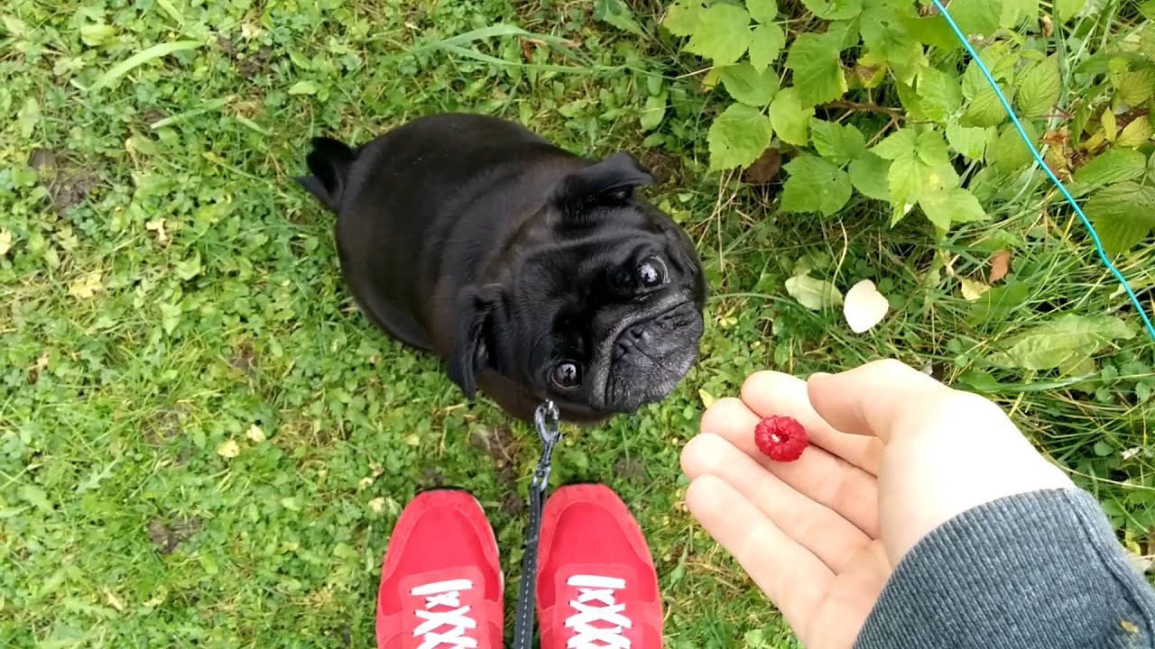 Pug bites my hand - YouTube