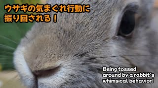 The owner is at the mercy of his rabbit's whims!【1095】365 days