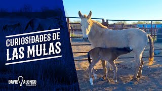 Curiosidades de las Mulas