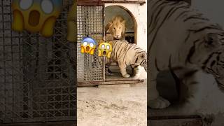 #jimcorbettwildlifeandnatureview #bigcats #tigerspotted #animals #largecats #bigcat