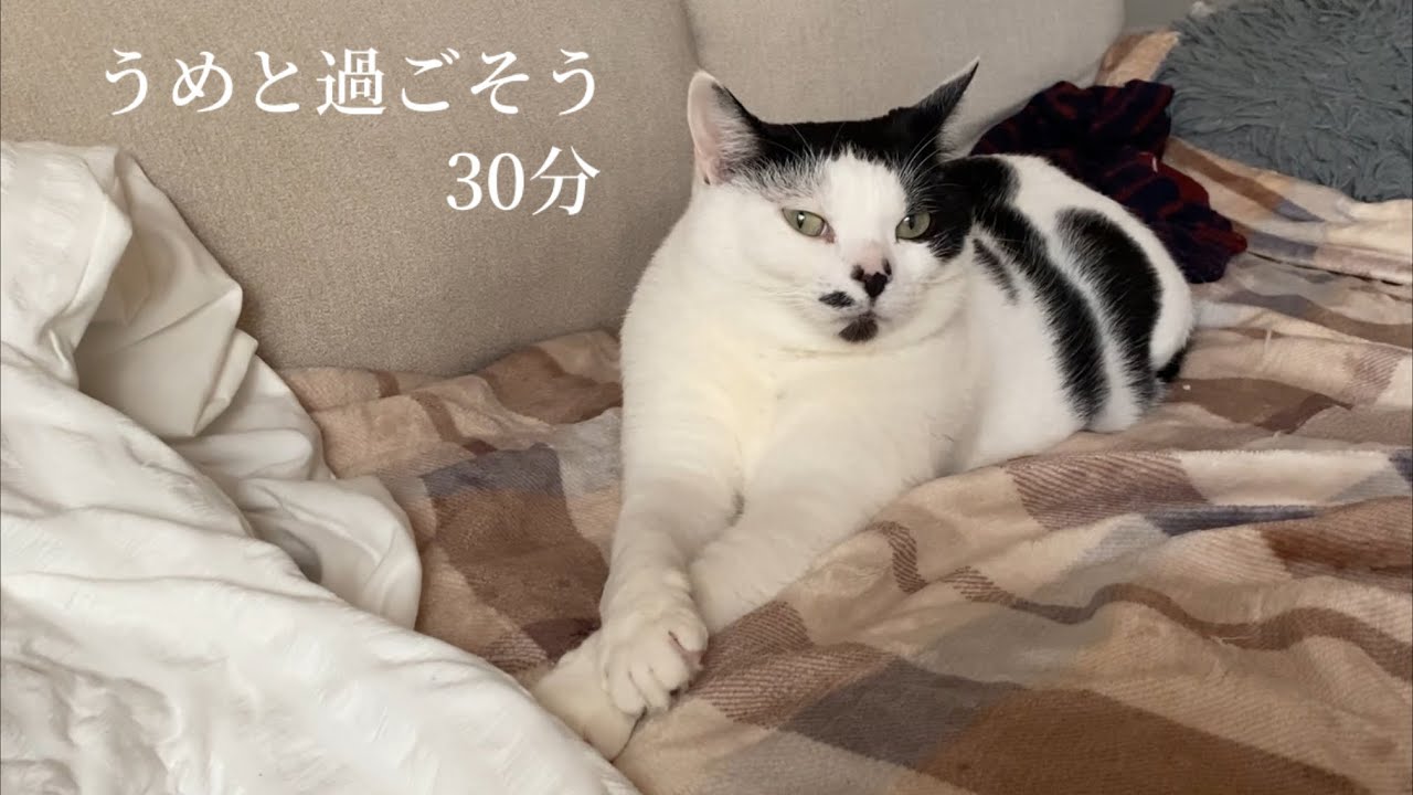 作業用うめち】猫と過ごす30分【長時間動画】 - YouTube