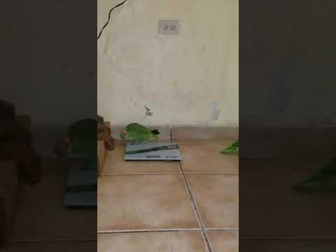 Lorenzo, Periquito feo (Amazona autumnalis) y Coto ( Amazona farinosa) jugando/ parrots playing