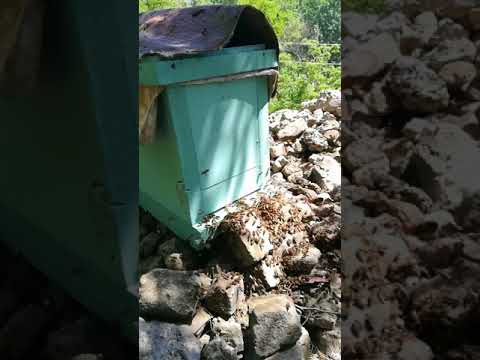 ვიდეო ✓44 ფუტკრის ნაყარი