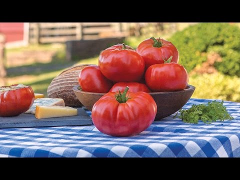 Video: Tomat Marmande. Beskrivelse av sorten og dyrkingstrekk