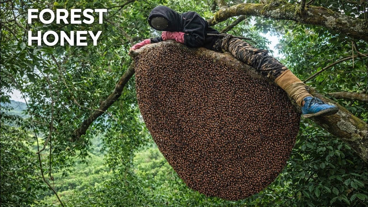 Hunting for giant wild honeycombs – One mistake and you'll pay the price!