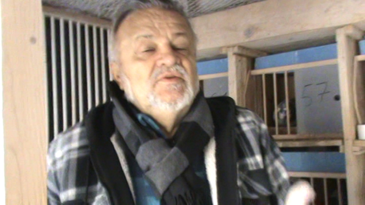 Maestrul columbofil dl Carmazan Ioan Bucuresti Romania prezentare porumbei 18 feb 2017