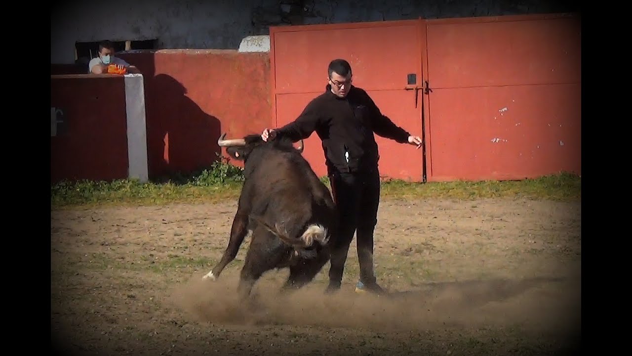 Suelta de vacas en  Barcial