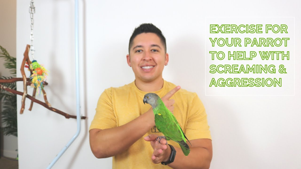 4 Best Ways to Exercise Your Parrot - PetHelpful