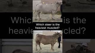 Which steers is the heaviest muscles?