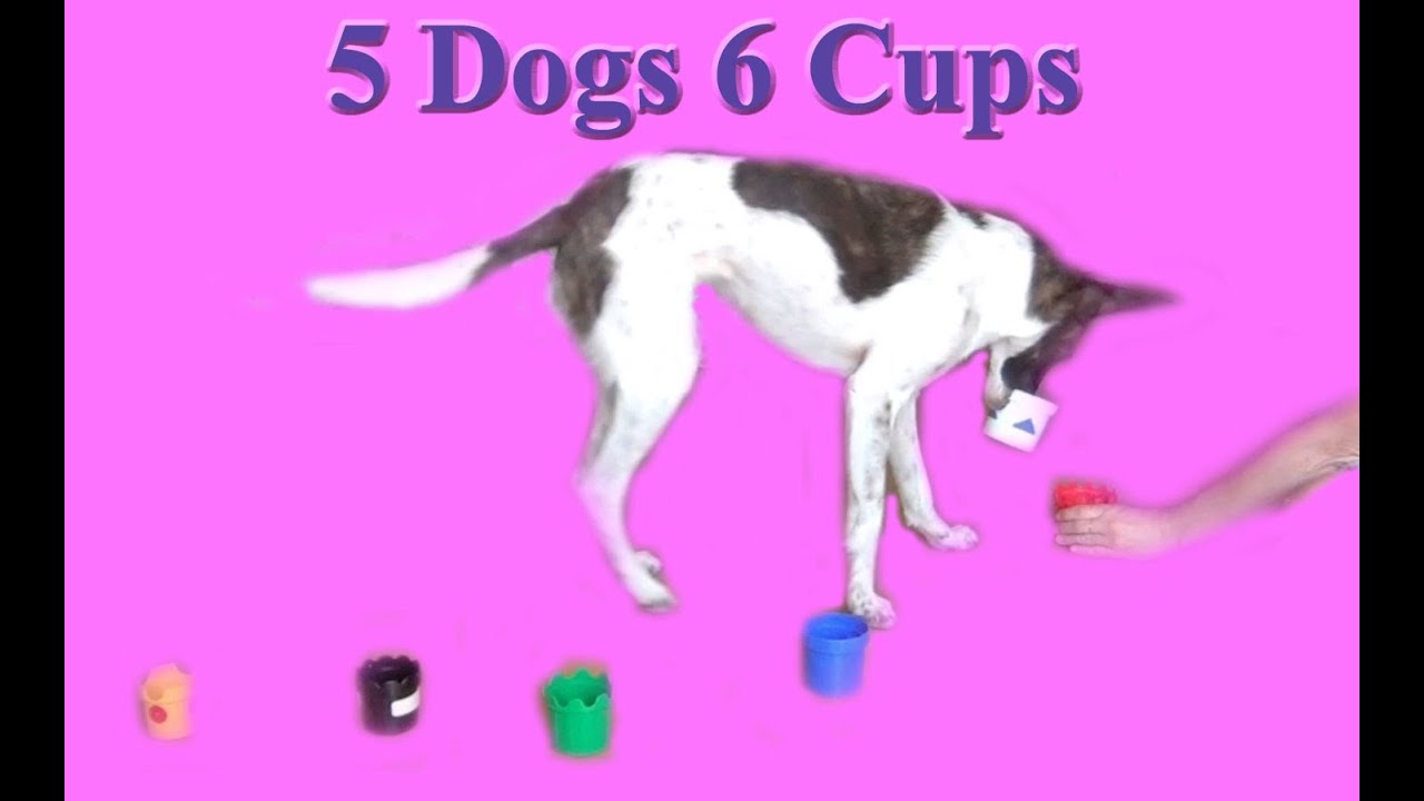 puppy paradise The cup challenge! Dog training tricks!