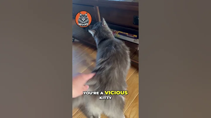 Video 9780551: maine coons wild, cat