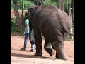 Disabled elephant | Wild elephant | Elephant | Wildlife | 身体障害者のゾウ | Animaux #Shorts