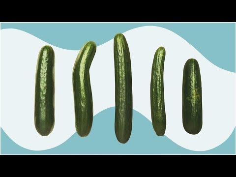 There Are 20 Different Penis Types — and They’re All Normal! | Tita TV