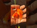 IKAN KOKI TP GAK BISA MASAK #freefire #roblox #trending #fish