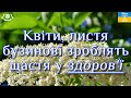 🌺Квіти, листя бузинові зроблять щастя у здоров&#39;ї🌺🌺🌺