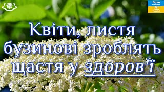 🌺Квіти, листя бузинові зроблять щастя у здоров'ї🌺🌺🌺