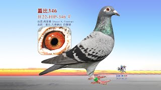 【歐洲特賣】IF22-HIP-346