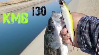 Striper Fishing @ The California Aqueduct [KMB 130 Jerkbait]