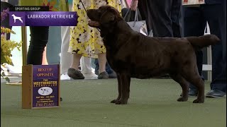 Retrievers (Labrador) | Breed Judging 2023