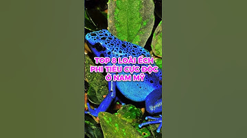 Top 8 Vẻ đẹp chết chóc của các loài ếch phi tiêu độc ở Nam Mỹ #shorts