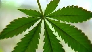 Ohio's first medical marijuana dispensaries open in Canton, Sandusky