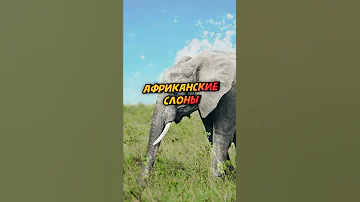 Сколько спят Африканские слоны