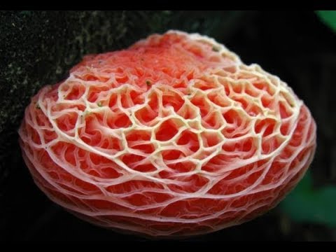 أجمل أنواع الفطر فى العالم والمهددة بالإنقراض