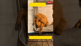 Den Retrievers Funny Sleeping Habit