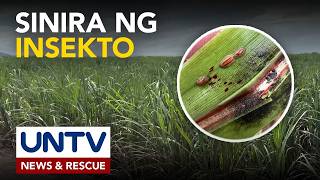 Higit 1,000 sugarcane farmers sa Iloilo na apektado ng RSSI, tumanggap ng cash assistance screenshot 3