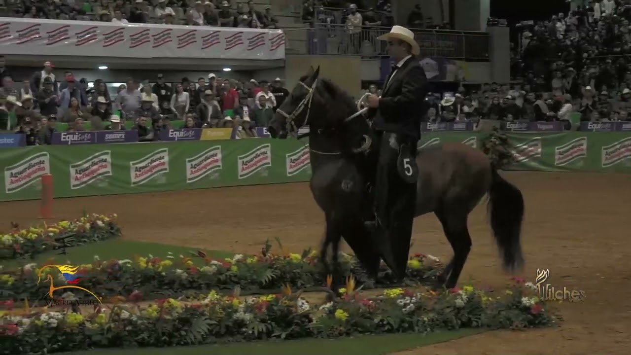 GRAN CAMPEONATO CABALLOS TROCHA COLOMBIANA, EXPO INTERNACIONAL EQUINA FERIA DE LAS FLORES 2022