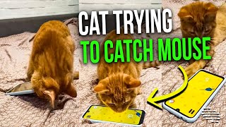 Cat Trying to Catch the Mouse in a Game on Phone With Both Hands and Even Its Mouth