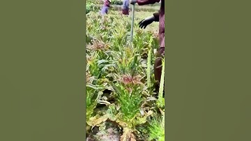 Quickly Remove Old Leaves & Roots, Efficient and Labor-Saving"