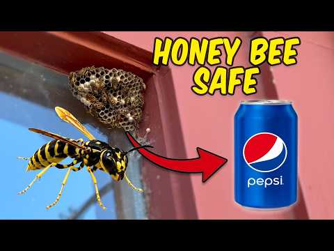 The WASP & YELLOW-JACKETS Killing Trick Pest Control Companies Don’t ADVERTISE