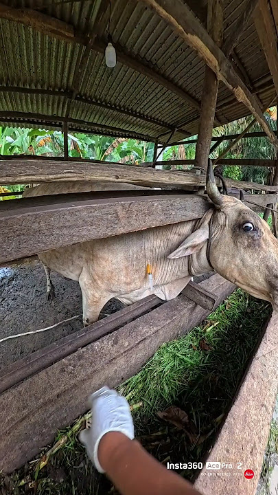 penyuntikan vitamin pada sapi induk nakalnya luar biasa #cow #sapi #animals